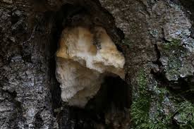 Attēlu rezultāti vaicājumam “Antrodia albida”