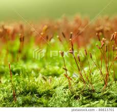 Attēlu rezultāti vaicājumam “Pohlia nutans”