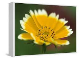 Image result for Chrysanthemum segetum