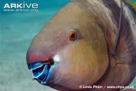 Image result for Scarus ferrugineus