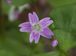 Attēlu rezultāti vaicājumam “Claytonia sibirica flower”