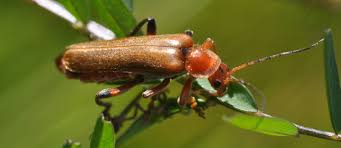 Attēlu rezultāti vaicājumam “Cantharis livida”