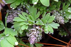 Attēlu rezultāti vaicājumam “Corydalis solida leaf”