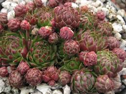 Attēlu rezultāti vaicājumam “Jovibarba globifera flower”