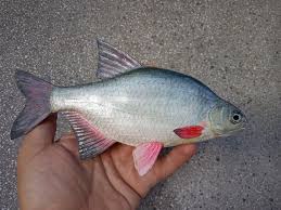 Image result for Blicca bjoerkna