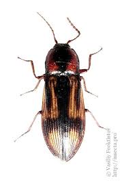 Attēlu rezultāti vaicājumam “Selatosomus cruciatus”