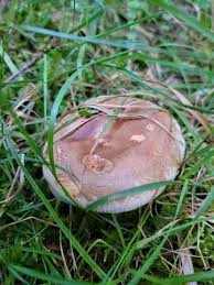 Attēlu rezultāti vaicājumam “Lactarius lygniotus”