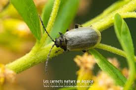 Attēlu rezultāti vaicājumam “Lochmaea caprea”