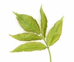 Attēlu rezultāti vaicājumam “Sambucus nigra leaf”