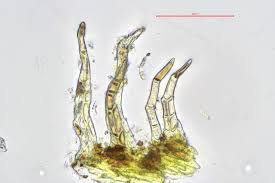 Attēlu rezultāti vaicājumam “Hypnum cupressiforme var. lacunosum sporophyte”