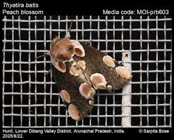 Attēlu rezultāti vaicājumam “Thyatira batis”