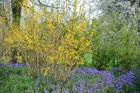 Attēlu rezultāti vaicājumam “Forsythia”