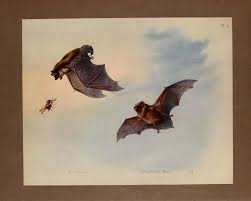 Attēlu rezultāti vaicājumam “Nyctalus leisleri”