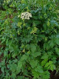 Image result for Pimpinella major