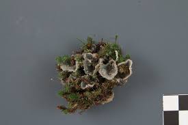 Attēlu rezultāti vaicājumam “Peltigera extenuata”