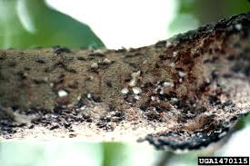 Attēlu rezultāti vaicājumam “Lepidosaphes ulmi”