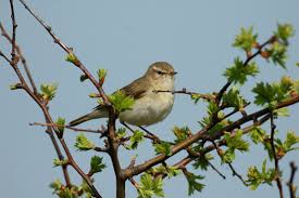 Attēlu rezultāti vaicājumam “Phylloscopus trochilus”