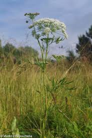 Attēlu rezultāti vaicājumam “Cnidium dubium”