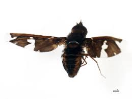 Attēlu rezultāti vaicājumam “Exoprosopa capucina”