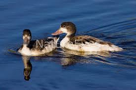 Attēlu rezultāti vaicājumam “Tadorna tadorna juvenile”