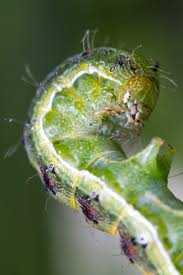 Attēlu rezultāti vaicājumam “Mamestra brassicae larva”