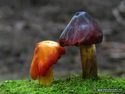 Attēlu rezultāti vaicājumam “Hygrocybe pseudoconica”