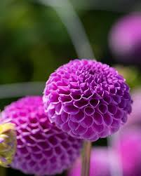 Image result for Dahlia x pinnata `Pompon Lilliput`