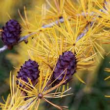 Attēlu rezultāti vaicājumam “Larix kaempferi female flower”