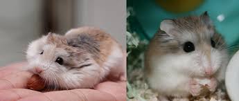 Image result for хомяк