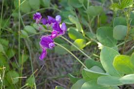 Attēlu rezultāti vaicājumam “Lathyrus japonicus subsp. maritimus flower”