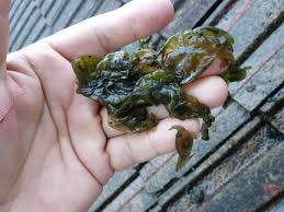 Attēlu rezultāti vaicājumam “Nostoc commune”