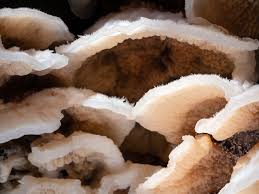 Attēlu rezultāti vaicājumam “Phlebia tremellosa”