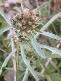 Attēlu rezultāti vaicājumam “Gnaphalium uliginosum leaf”
