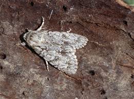 Attēlu rezultāti vaicājumam “Acronicta aceris”