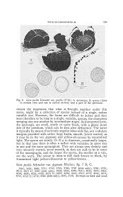 Attēlu rezultāti vaicājumam “Licea pusilla sessile”
