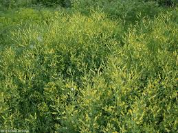 Attēlu rezultāti vaicājumam “Melilotus officinalis”