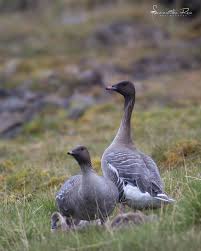 Attēlu rezultāti vaicājumam “Anser brachyrhynchus adult”