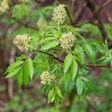 Attēlu rezultāti vaicājumam “Sambucus racemosa”