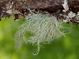 Attēlu rezultāti vaicājumam “Usnea filipendula”
