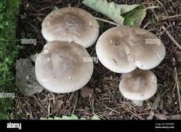 Attēlu rezultāti vaicājumam “Clitocybe nebularis”