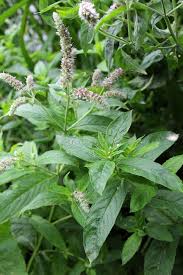 Attēlu rezultāti vaicājumam “Mentha longifolia”