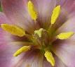 Gynoecium - Wikipedia, the free encyclopedia