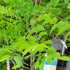 Attēlu rezultāti vaicājumam “Gymnocladus dioicus leaf”