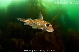 Image result for Hydrolagus colliei