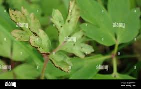 Attēlu rezultāti vaicājumam “Tranzschelia anemones”