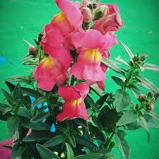 Attēlu rezultāti vaicājumam “Antirrhinum majus leaf”