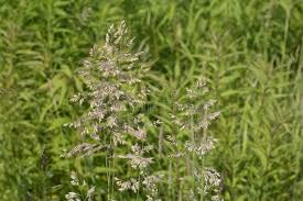 Attēlu rezultāti vaicājumam “Holcus lanatus  flower”