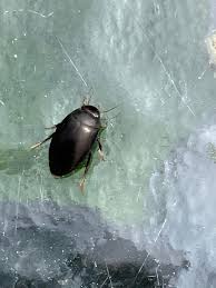 Attēlu rezultāti vaicājumam “Ilybius sp.”