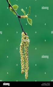 Attēlu rezultāti vaicājumam “Betula humilis male flower”