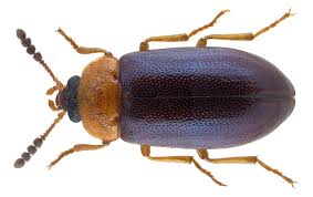 Attēlu rezultāti vaicājumam “Tetratoma ancora”